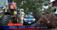 Frondoso árbol cae y aplasta un auto en San Lorenzo