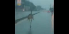 Captan a ñandú corriendo sobre Acceso Sur