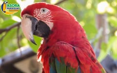 Asora busca padrinos para continuar con la recuperación de guacamayos