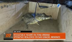 Rescatan a yacaré en barrio de San Ignacio