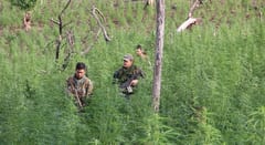 Destruyen 836 toneladas de marihuana en Amambay
