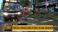 Reportan árboles caídos en varios puntos de Asunción