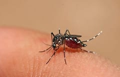 Salud confirma seis nuevos casos de chikungunya