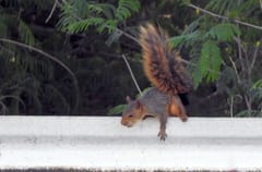 Hallan especie de ardillas en Alto Paraguay