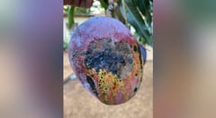 Expertos dicen que mangos enfermos pueden ser consumidos