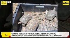 Denuncian robo de 21 tortugas del Refugio Urutaú