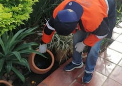 Salud reporta casi 12.000 casos de chikungunya en las últimas semanas