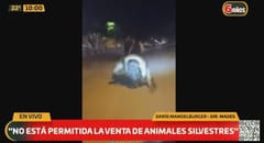 Mades investiga traslado en motocicleta de yacaré sin vida en Pilar