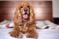 Justicia reconoce valor de las mascotas: Condena a veterinaria por muerte de perrita