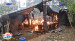 Destruyen y queman 11 campamentos dedicados a la producción de marihuana