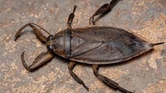 Chinches acuáticas invaden Asunción. Cuidados a tener
