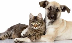 Ciudadanos podrán acoger temporalmente a mascotas judicializadas