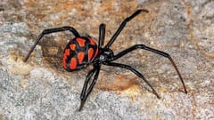 Niño se hace picar por viuda negra inspirado en Spider-Man