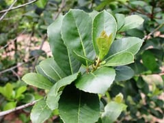 Batalla yerbatera: ¿Proyecto de ley beneficia a productores o industriales de yerba mate?
