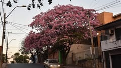 Anuncian calor extremo con máximas de 43° este domingo