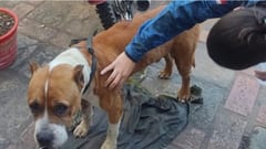 Detienen a hombre que “apuñaló” a pitbull refugiado en comisaría