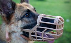 Nueva ley de “perros peligrosos” plantea bozal y licencia