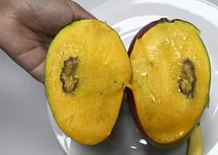 “Moscas de la fruta” amenazan el consumo de mangos
