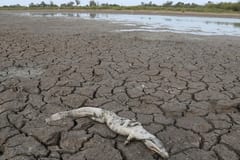¡Chaco en emergencia por sequía! Senadores aprueban proyecto de Ley