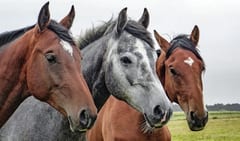 Alerta sanitaria en Paraguay por casos de encefalomielitis equina en Argentina