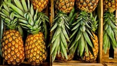 Horqueta exportará piña a Argentina: 200 productores beneficiados