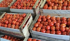 MAG invita a ferias de tomate con precios justos