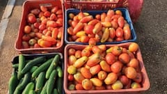 Escasez y precios elevados del tomate desatan polémica
