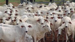 Abigeato masivo en Concepción: 160 vacas desaparecidas