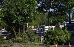 Asunción retira árboles invasores para proteger flora nativa