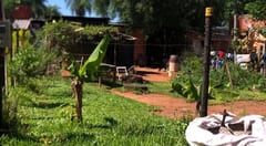 Trágica muerte de un hombre por ataque de abejas en Luque