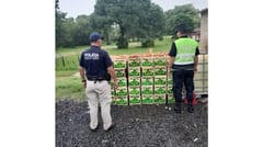 Incautación masiva de tomate contrabandeado desde Argentina