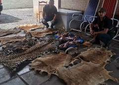 Mades interviene vivienda con especies en peligro de extinción.