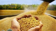 Exportación de soja a Argentina desafía capacidad de procesamiento local