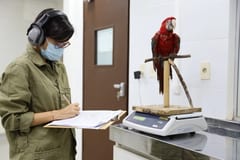 Guacamayos rojos listos para volver a su hogar natural