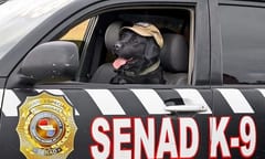 Conocé a Rocky, el can antidrogas estrella de la SENAD