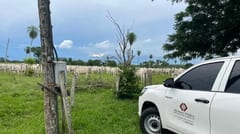 Rescatan a 123 vacas paraguayas Nelore en Brasil