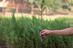 Vivero del Infona en San Lorenzo produce 250 mil plantines forestales