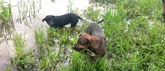 Perros valientes salvan a dos hombres de ataque de Yaguareté