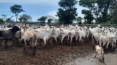 Abigeos toman de rehenes a trabajadores en estancia de San Pedro