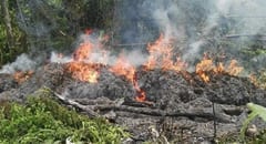 Deforestación en la Región Oriental: 20% se destina a cultivos de marihuana