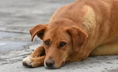Altas temperaturas ponen en riesgo a perros guardianes