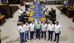 Paraguay realiza segunda exportación de caqui al mercado europeo
