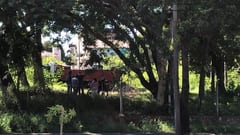 Según Oscar Tuma, vivimos en un país bananero en el que los árboles no dan oxígeno
