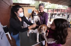 Vacunación y desparasitación gratuita para mascotas en Lambaré