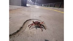 Migración de cangrejos rojos sorprende en la Costanera Sur