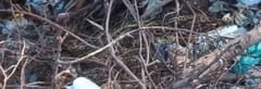 Boas constrictoras sorprenden en colegio de San Antonio