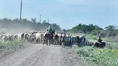 Mortandad de ganado en Horqueta: el impacto del frío extremo y la deforestación