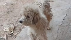 Comerciante en Limpio quema a perro callejero con agua caliente y enfrenta denuncia
