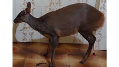 Guasu atropellado en Pilar recibe atención veterinaria urgente