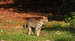 Avistamiento de jaguarete’i en áreas protegidas de Itaipú